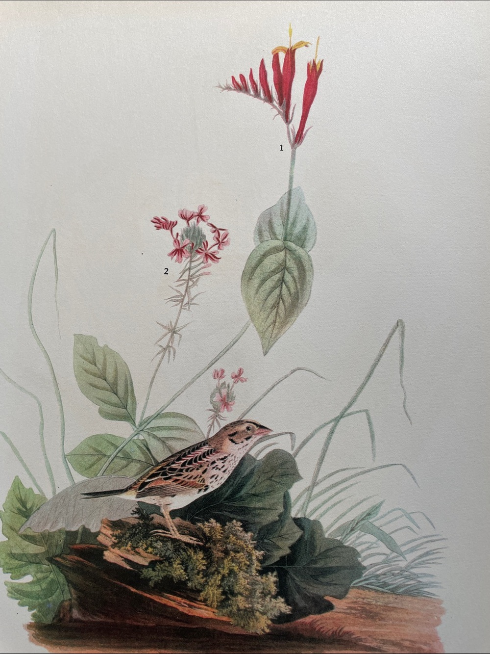 Vintage Botanical Bird Print - Henslow's Sparrow Illustration - Picture 6 of 7